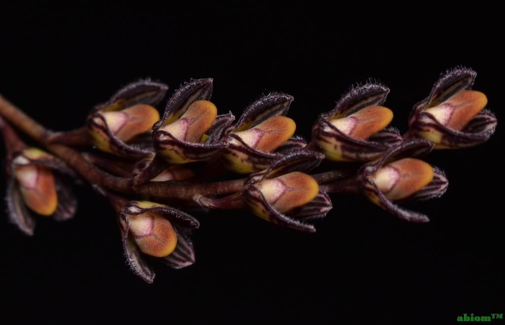 Bulbophyllum limbatum