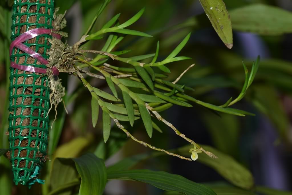 Dendrobium kentrophyllum