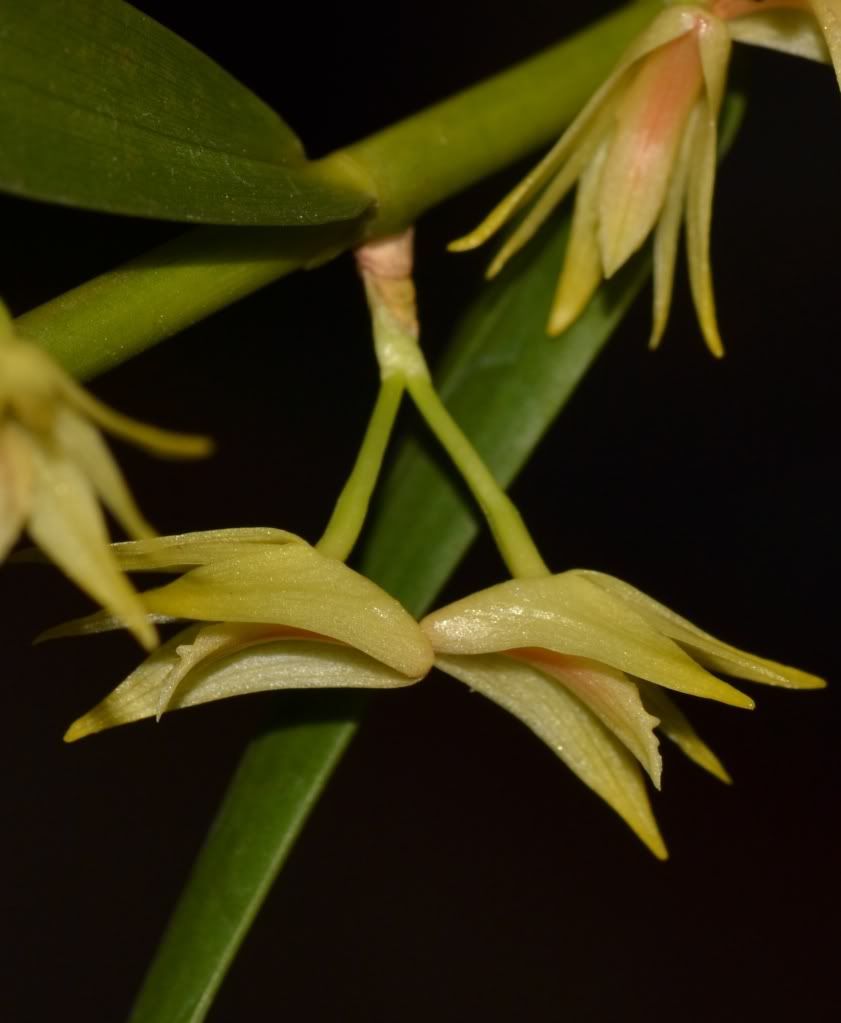 Dendrobium indragiriense