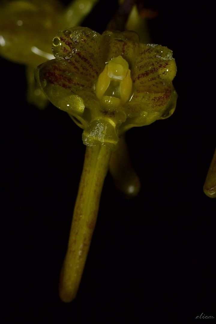 Dendrobium panduriferum
