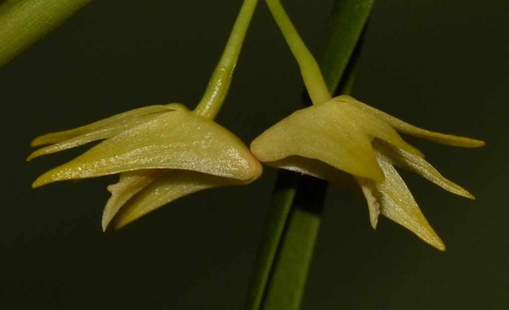 Dendrobium indragiriense