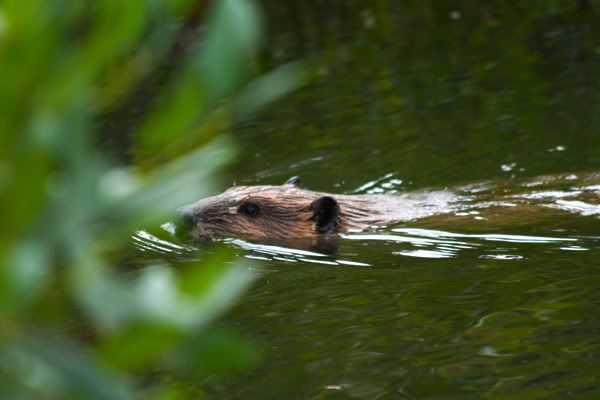 Gratuitous Beaver Shot. Gratuitous Beaver Shots