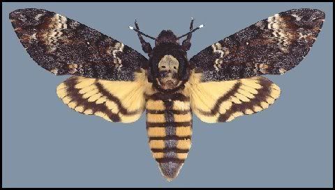 DeathsheadMoth.jpg