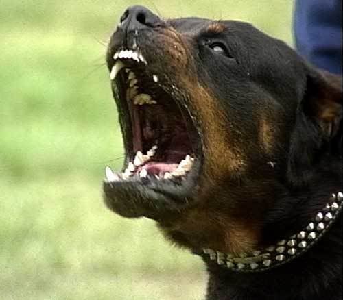 Angry_Rottweiler_01.jpg Rottie image by SCORPIOTCM