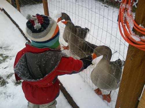 Geese at Junction Lumber