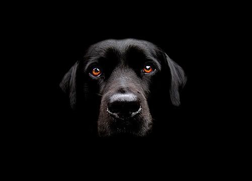 blacklab.jpg