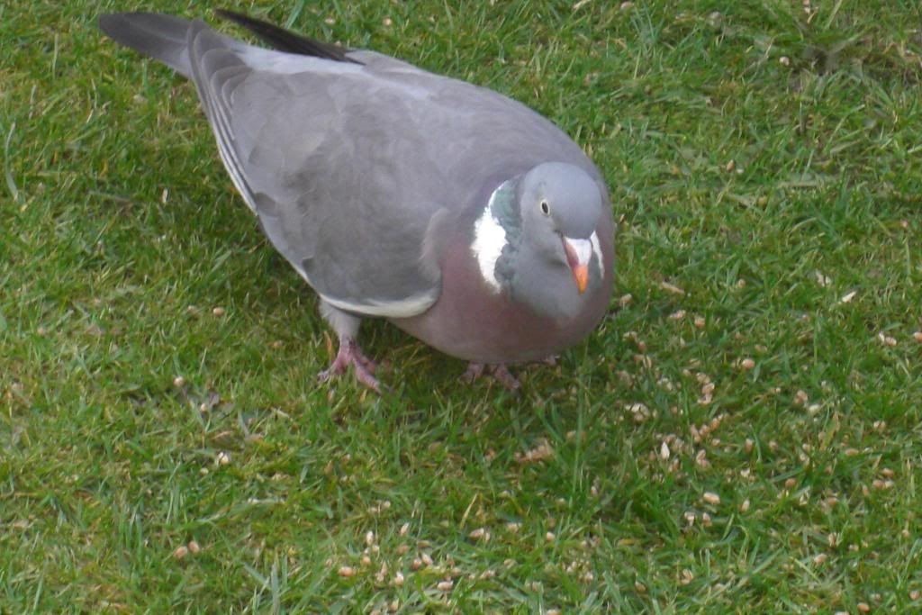pigeon023.jpg