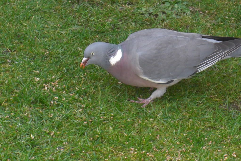 pigeon027.jpg