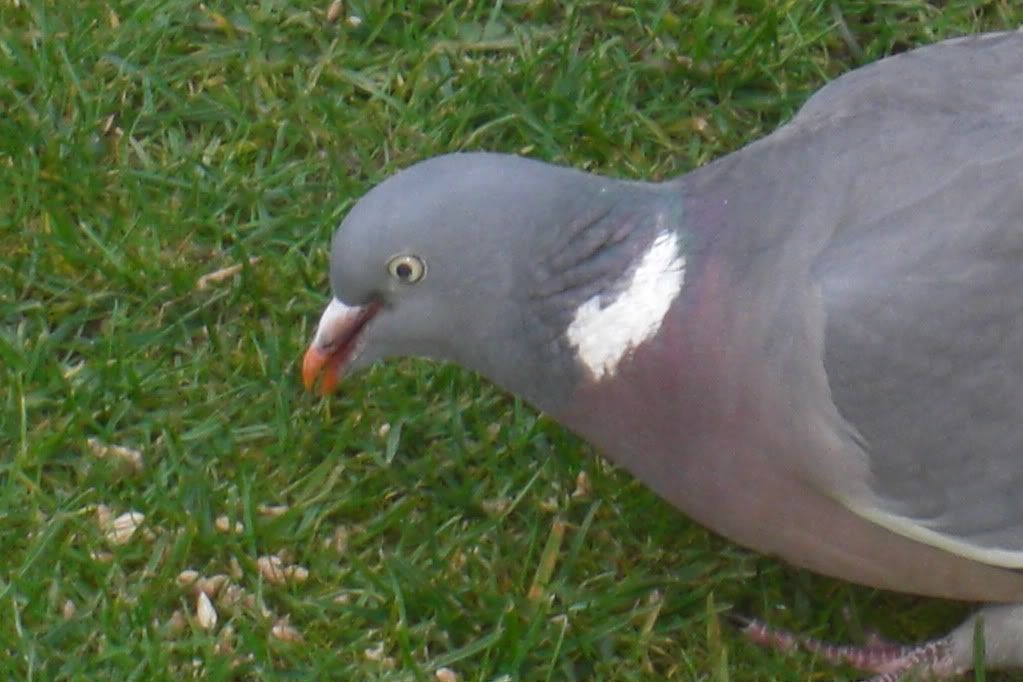pigeon028.jpg