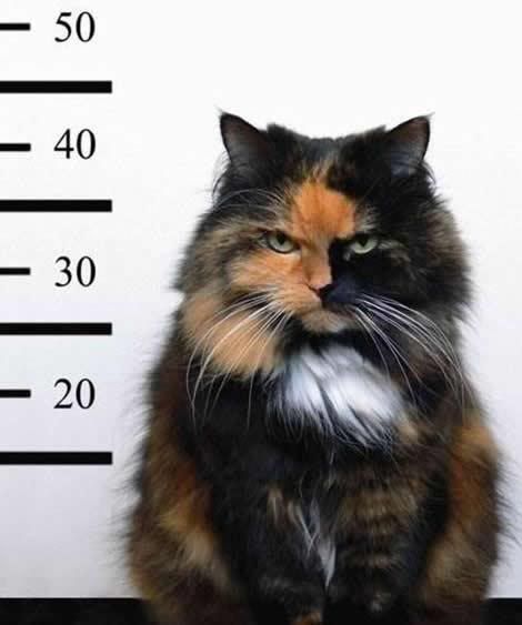 kitty mug shot