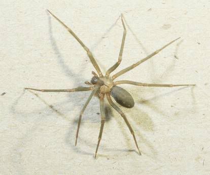 brown recluse spider bites on dogs. The Dangerous Brown Recluse
