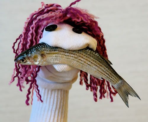 sockfish.jpg