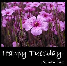 Happy Tuesday Pictures, Images and Photos