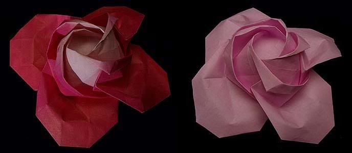 kawasaki's rose
