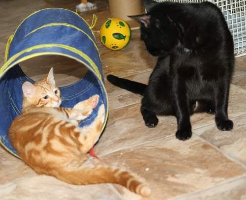 Katzenzimmer110710_13.jpg