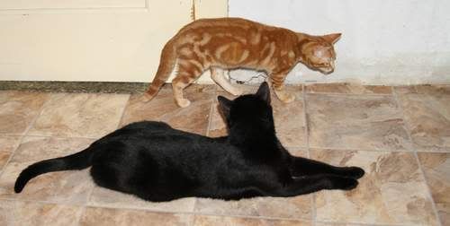 Katzenzimmer110710_31.jpg