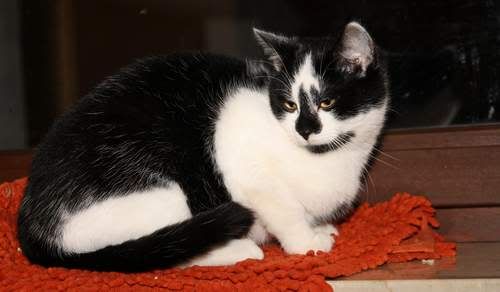 zorro231010.jpg