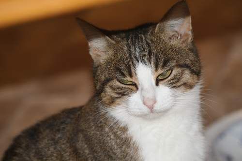 bub041109.jpg