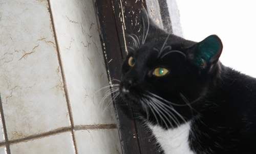 fundkater050110.jpg