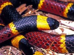 http://i230.photobucket.com/albums/ee307/edgarblythe/coralsnake.jpg