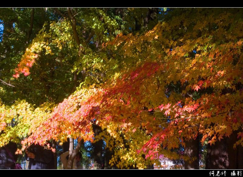 Photo Sharing and Video Hosting at Photobucket