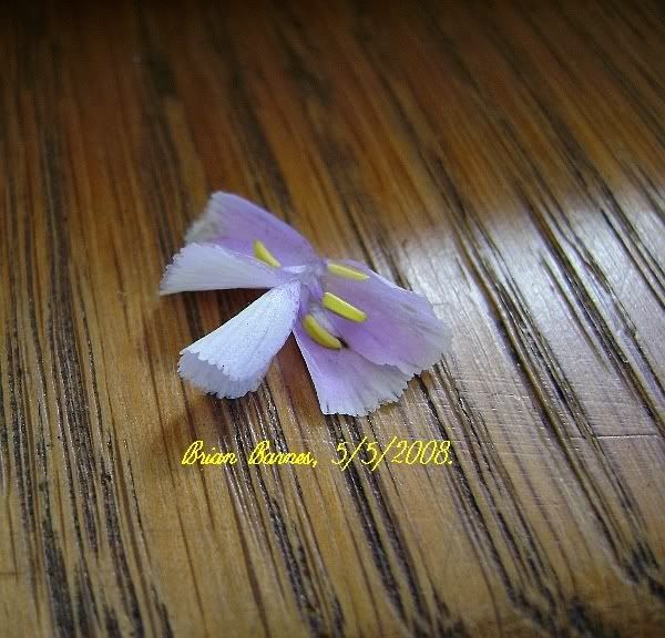 Bfilifoliafusedflower.jpg