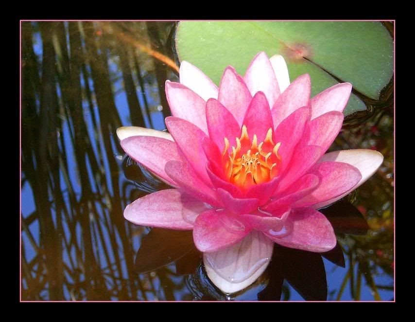 Water_lily_by_Aerten.jpg