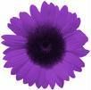 purplesunflower.jpg