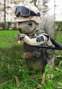 Squirrel Paintball