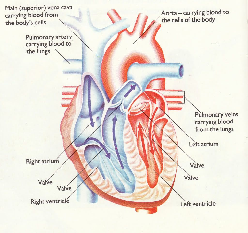 Diagram of a Human Heart for Kids
