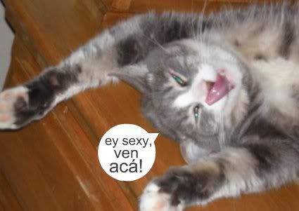 gatos chistosos screen