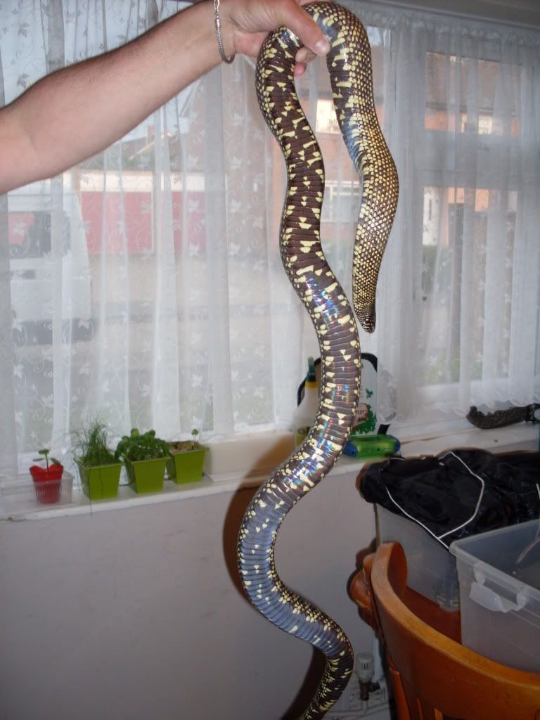 Super Snake For Sale >> adult female florida king snake (essex) - Reptile Forums Super Snake For Sale >> adult female florida king snake (essex) - Reptile Forums