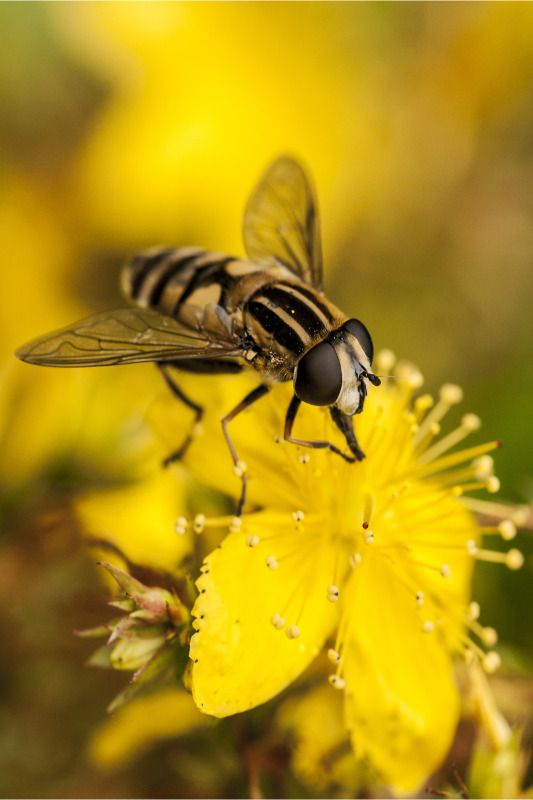 [Image: Beeonyellowflowersideon.jpg]