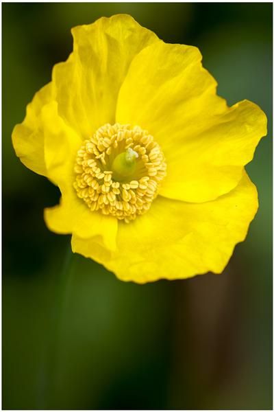 [Image: YelowflowerandyellowstamenPRINTmeCustom.jpg]