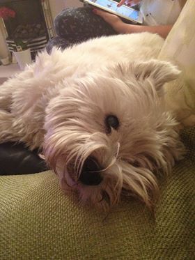 1375146_528483530579559_1411605913_n_zps