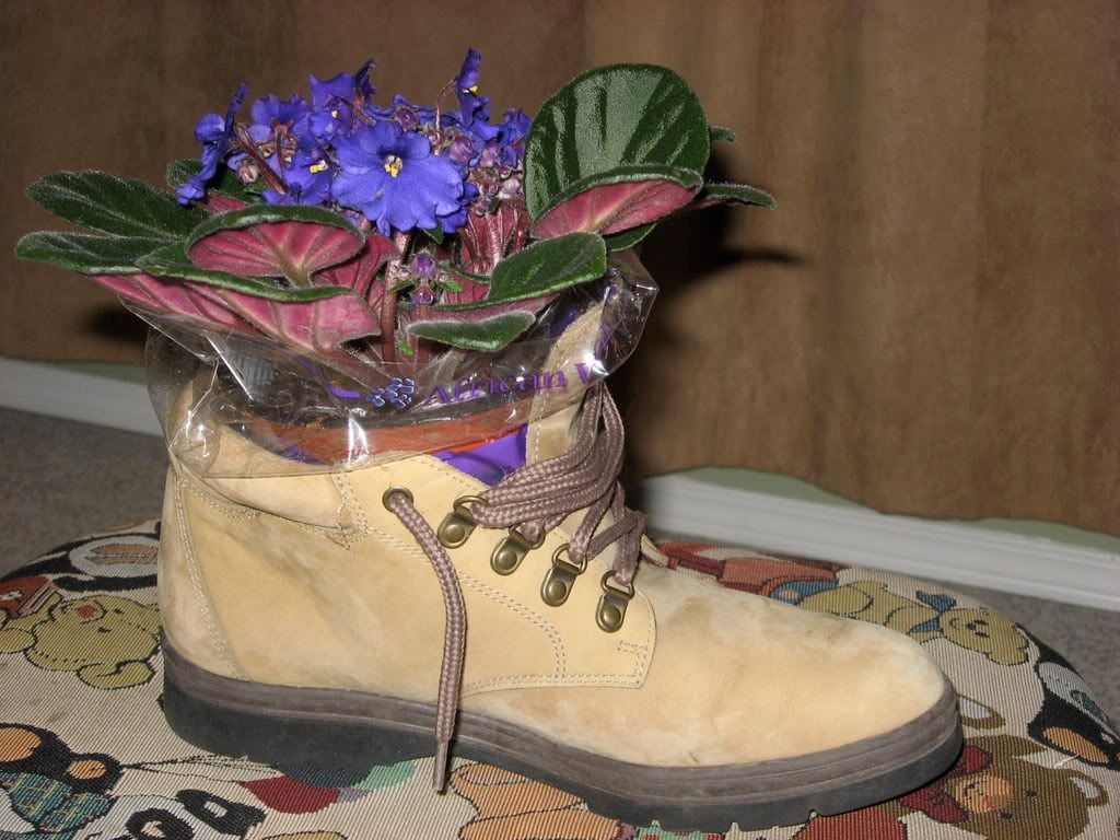 Plant In Boot