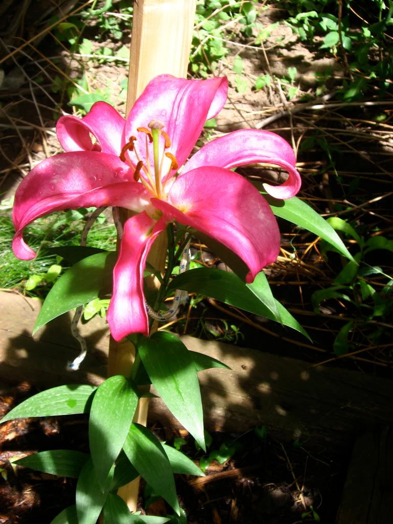 Purple Oriental Hybrid Lily