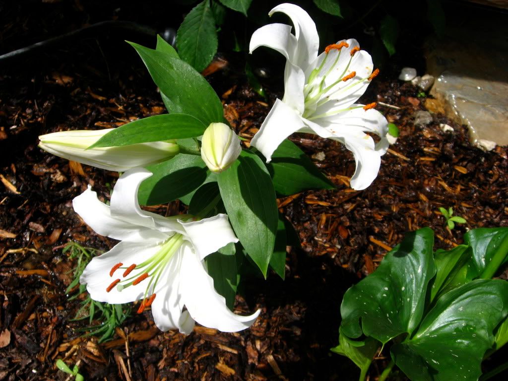 White Oriental Hybrid Lilies