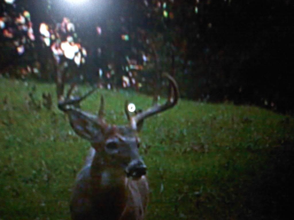 deer10-9.jpg