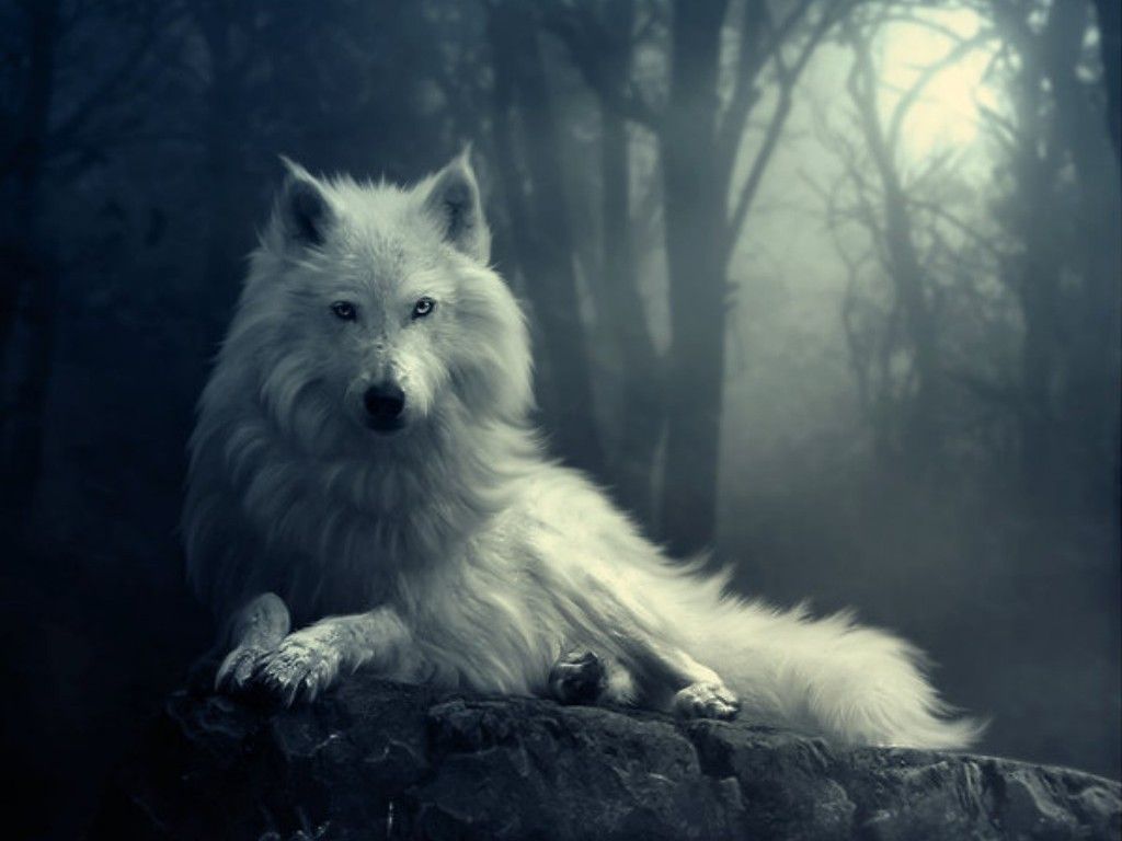 Baby White Wolves Baby White Wolf With Blue Eyes Love Baby White Wolves Baby White Wolf With Blue Eyes Love