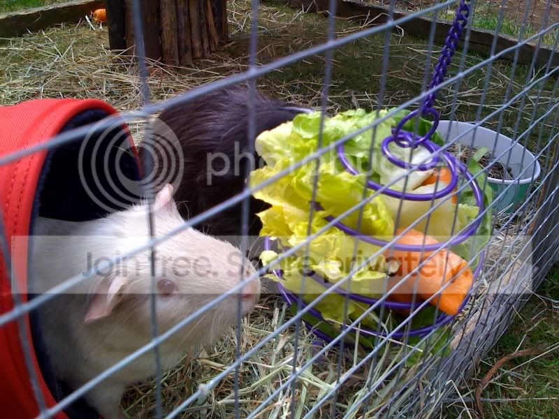 ArchieandFifi16-1.jpg