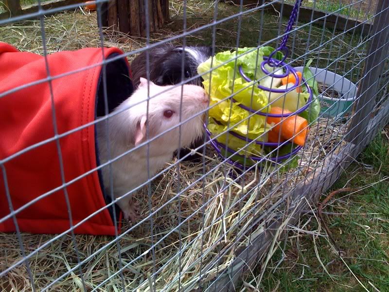 ArchieandFifi18.jpg