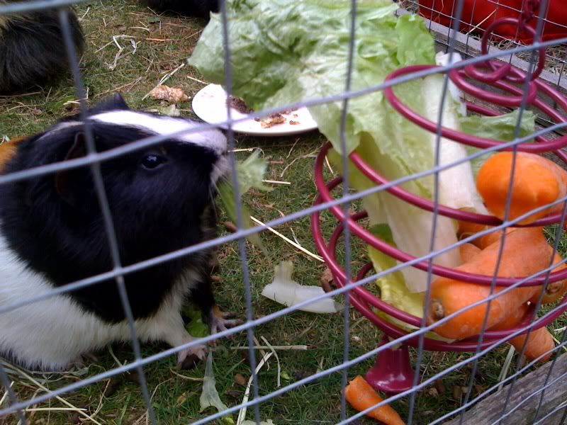 ArchieandFifi27.jpg
