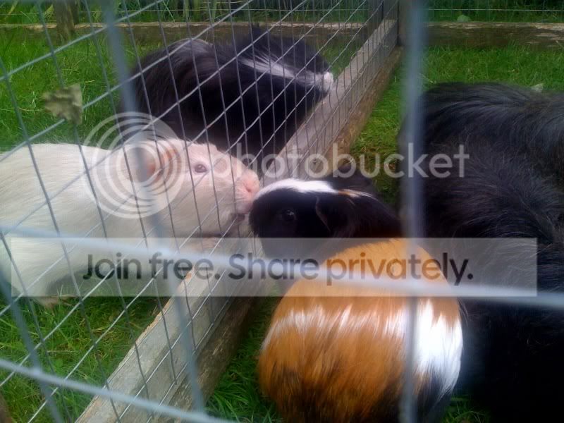 ArchieandFifikissing-1.jpg