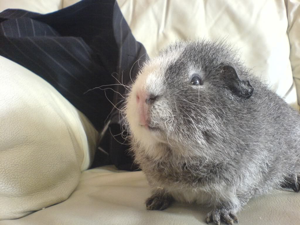 Badger-1.jpg