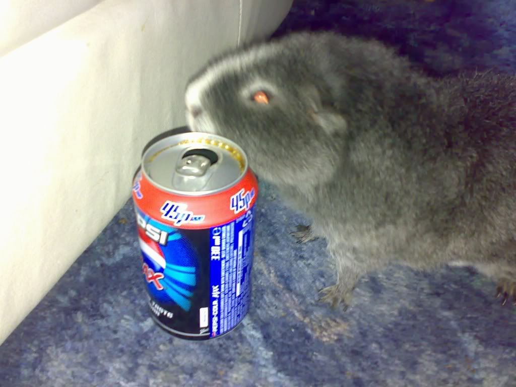 BadgerlovesPepsiMax.jpg