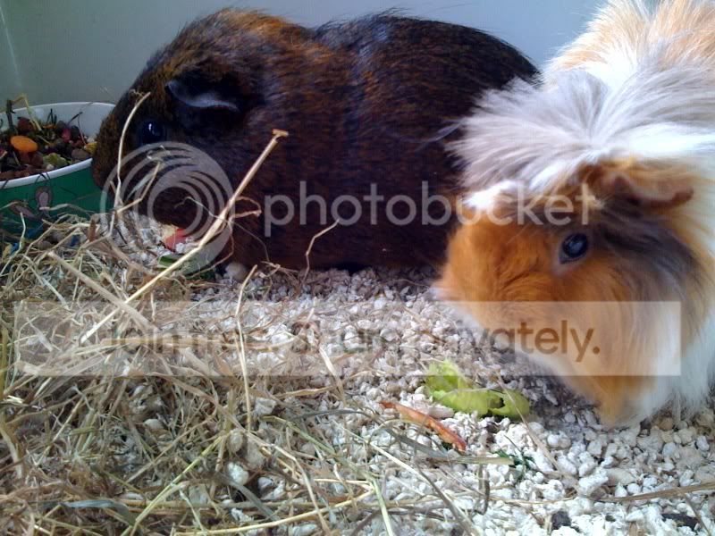 CherryandSheila12.jpg