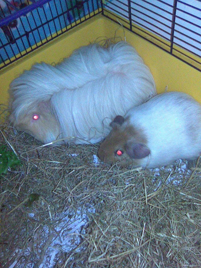 NigelandLily001.jpg