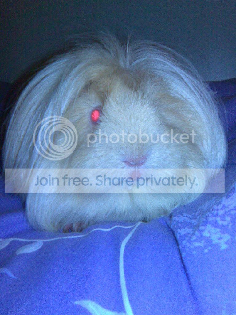 Pigtures013.jpg