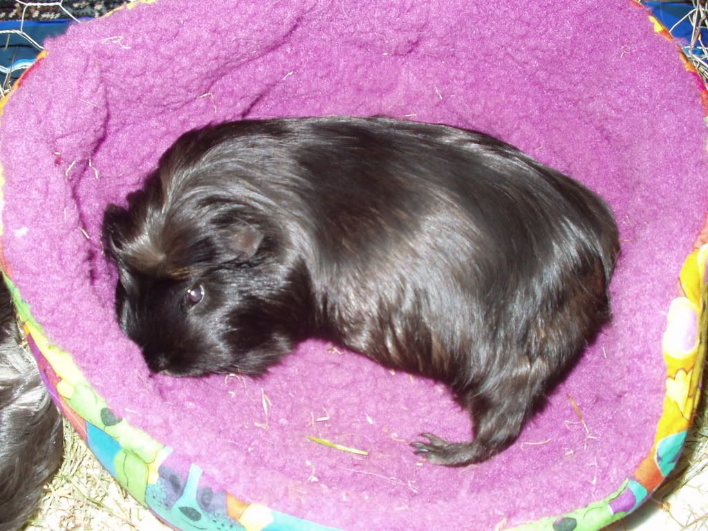 Pigturesfromlaptop050.jpg